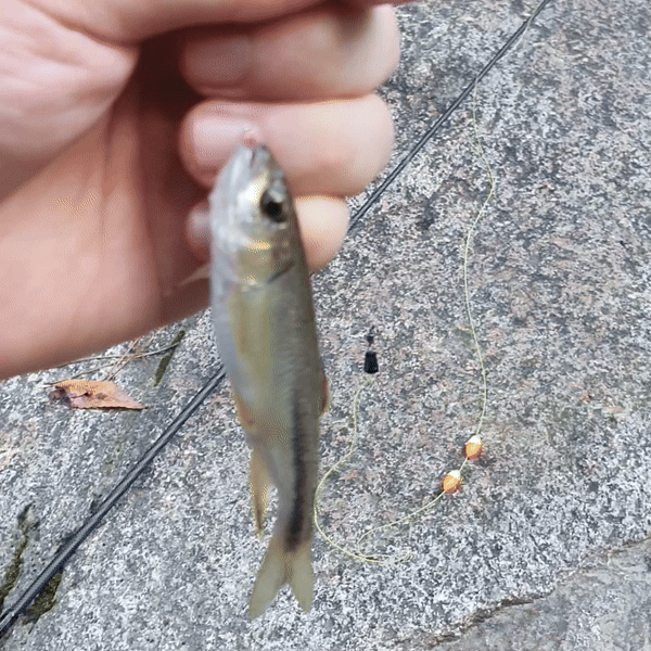 갈겨니 잡은 인증샷