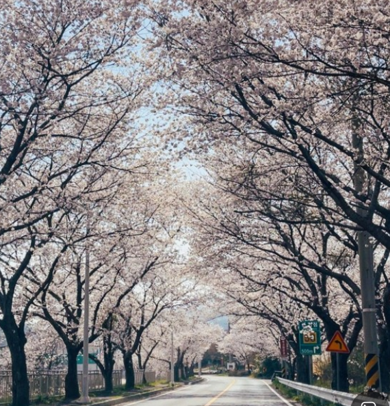 벚꽃명소 대원사