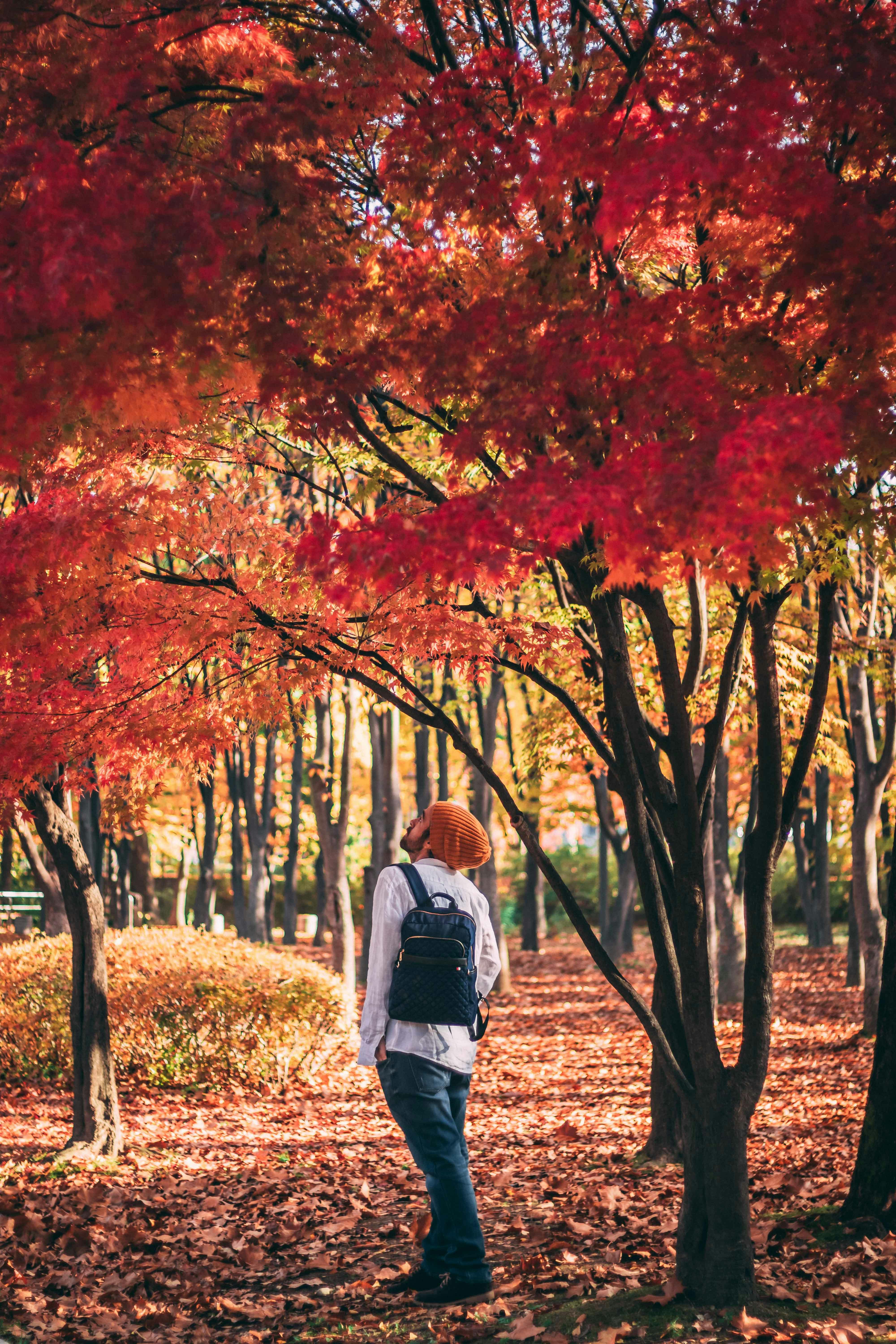 가을여행 핑크뮬리