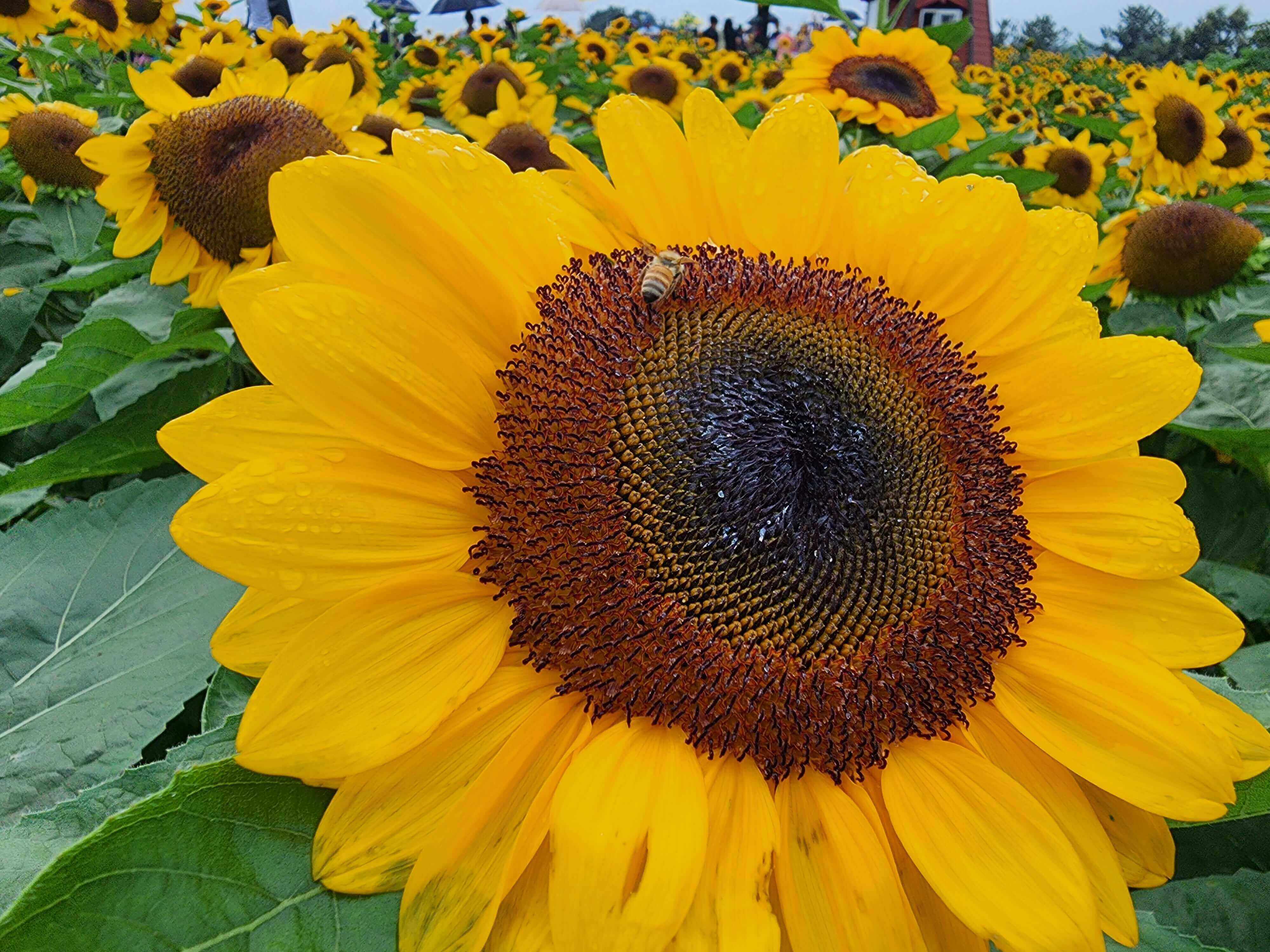 강주해바라기축제