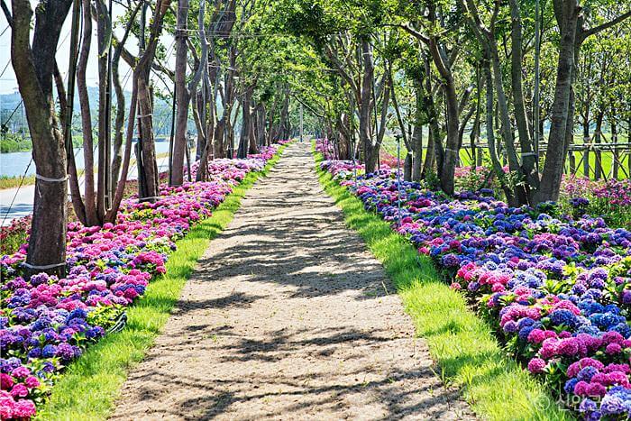 신안섬수국축제