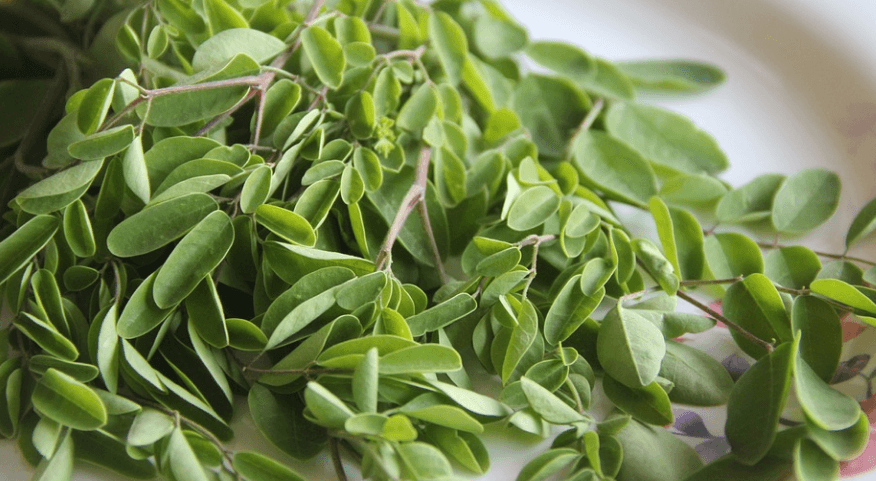 셀레늄이 많은 음식 모링가 잎이 쌓여 있다