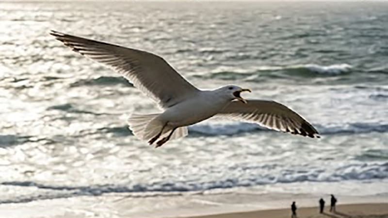 <img src="marine-life-harmony.jpg" alt="해안가 위를 날아다니는 갈매기와 바다 생태계">