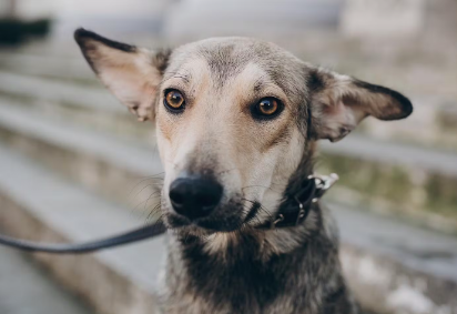 쳐다보는 강아지