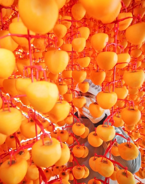 6시내고향 충남 청양 곶감 대봉곶감 반건시 건시 파는 곳 전국 택배 온라인 전화 주문 추천