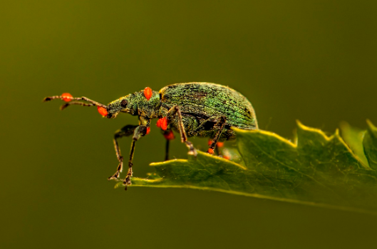 가장 빠른 곤충은? 초고속 비행 곤충 TOP 5