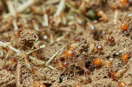 동물들의 놀라운 위장술