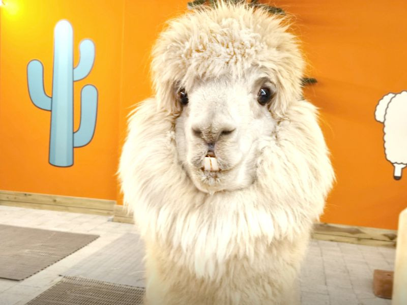 쥬라리움 세종점