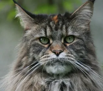 메인쿤 고양이 유전병_8