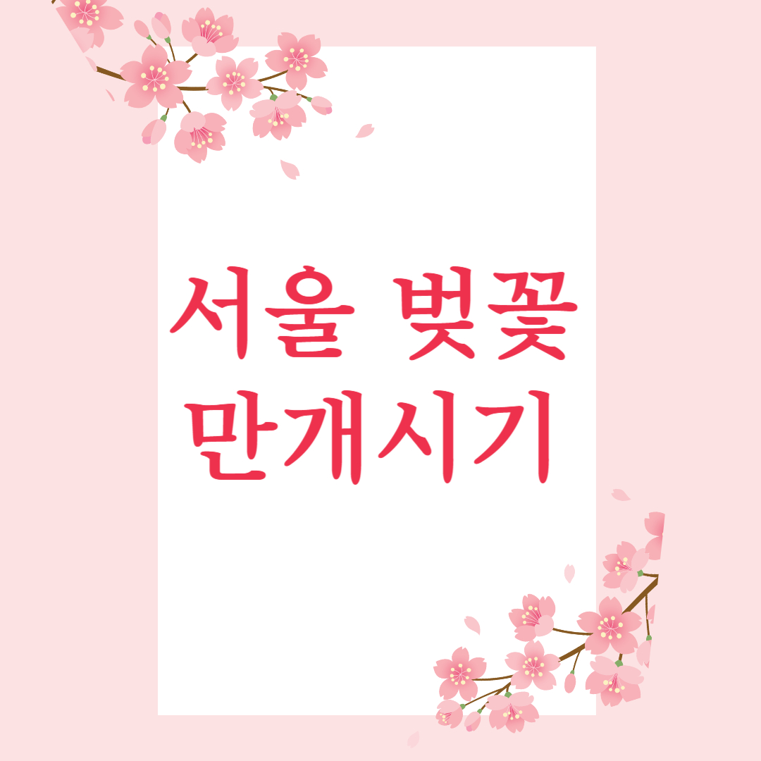 서울 벚꽃 만개시기 2025|여의도부터 석촌호수까지 완전정복