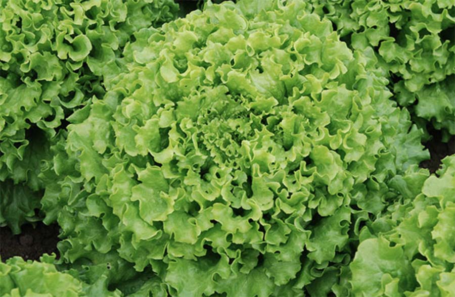 요즘 뜨는 유럽 상추 3종: 카이피라