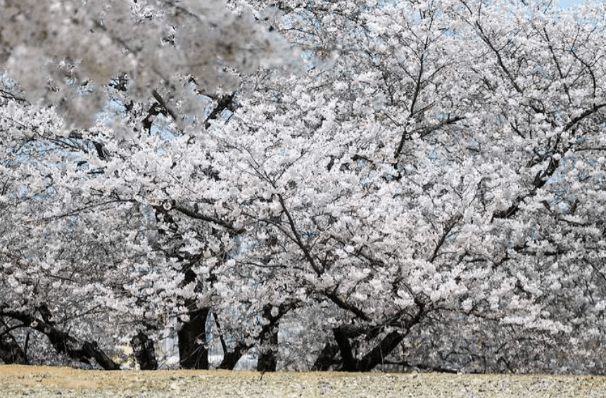 SK인천석유화학 벚꽃동산