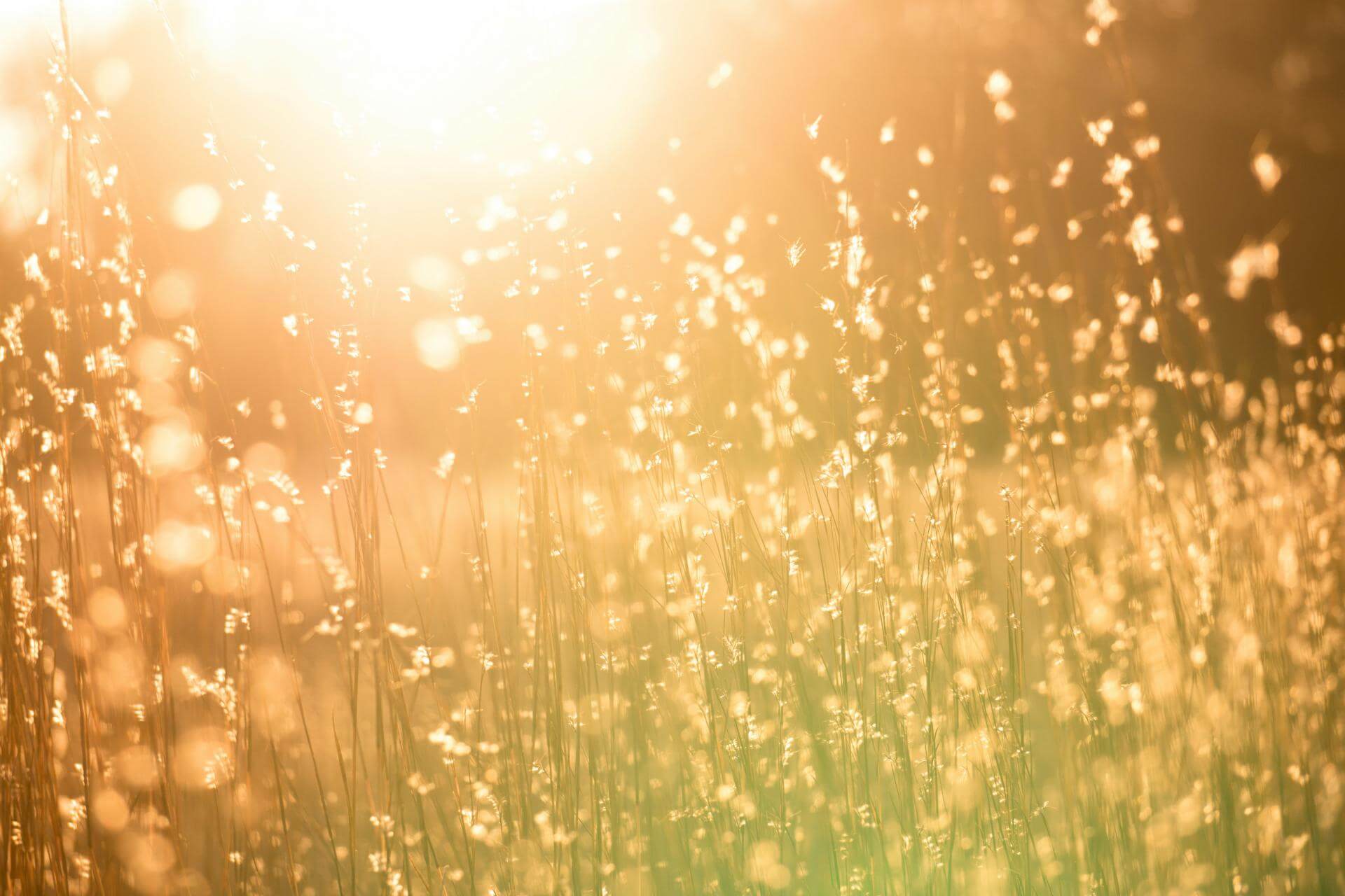 비타민D
