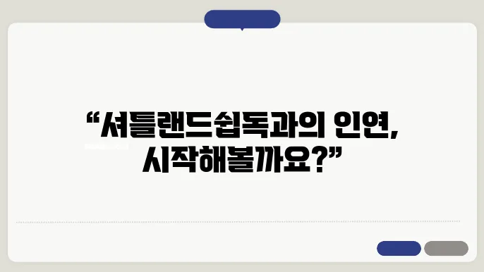 셔틀랜드쉽독 입양방법 알아보기