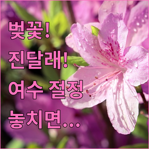 2026 여수 봄꽃 여행 벚꽃 개화와..