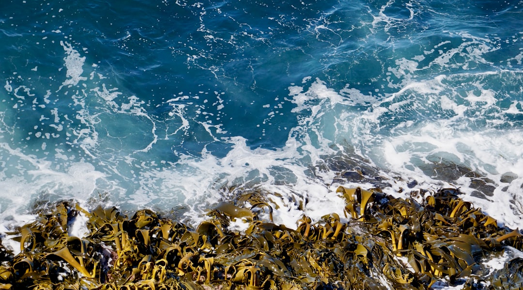 Seaweed