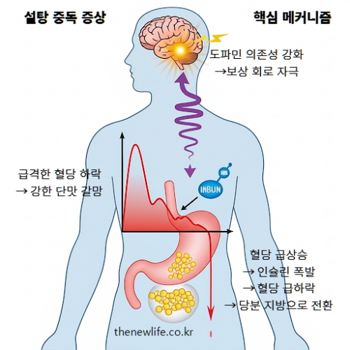 "설탕 중독 증상의 핵심 메커니즘 &ndash; 혈당 급상승과 급격한 하락, 강한 단맛 갈망, 도파민 의존성을 나타낸 인체 그림"
