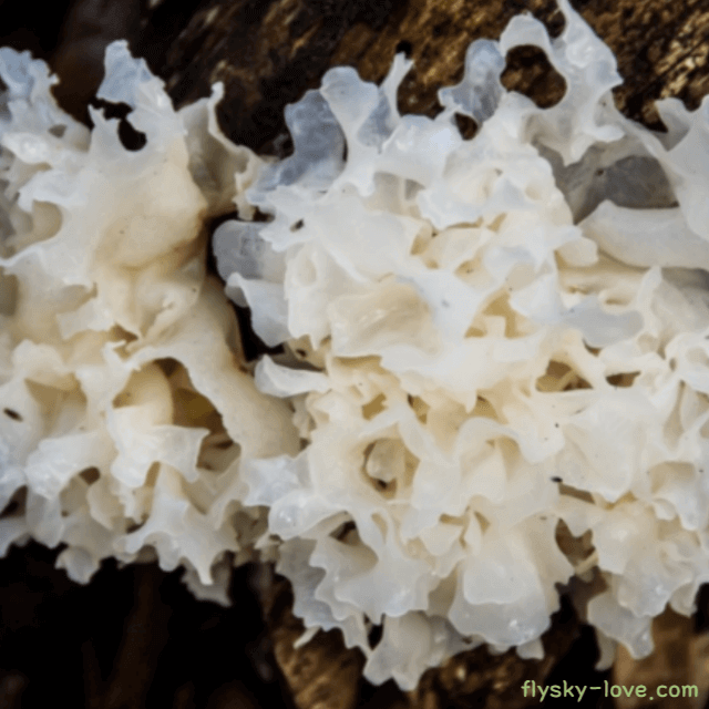 흰목이버섯, 은이버섯