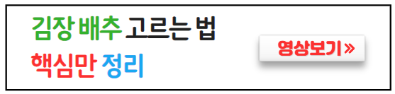 김장배추고르는법-핵심정리