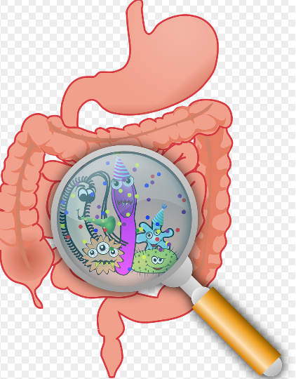 식사 시간과 건강: 간헐적 단식, 식사 간격, 소화력의 관계
