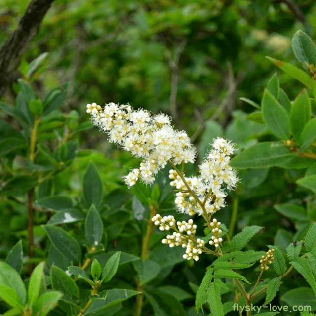 쉬땅나무 활용법