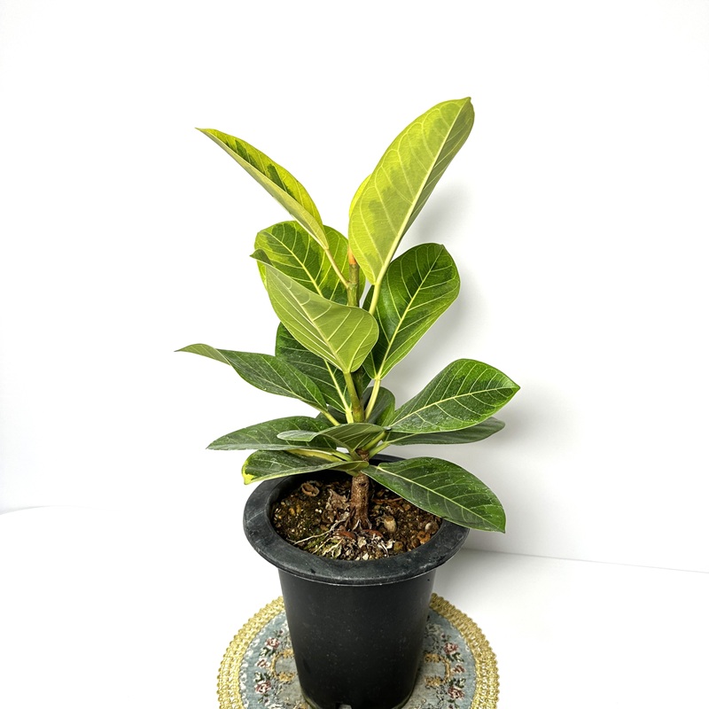 뱅갈고무나무 실내에서 키우기