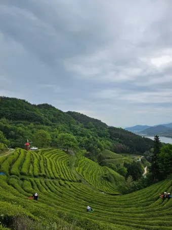 보성 녹차밭 대한다원 입장료 주차 코스 정보 총정리_10