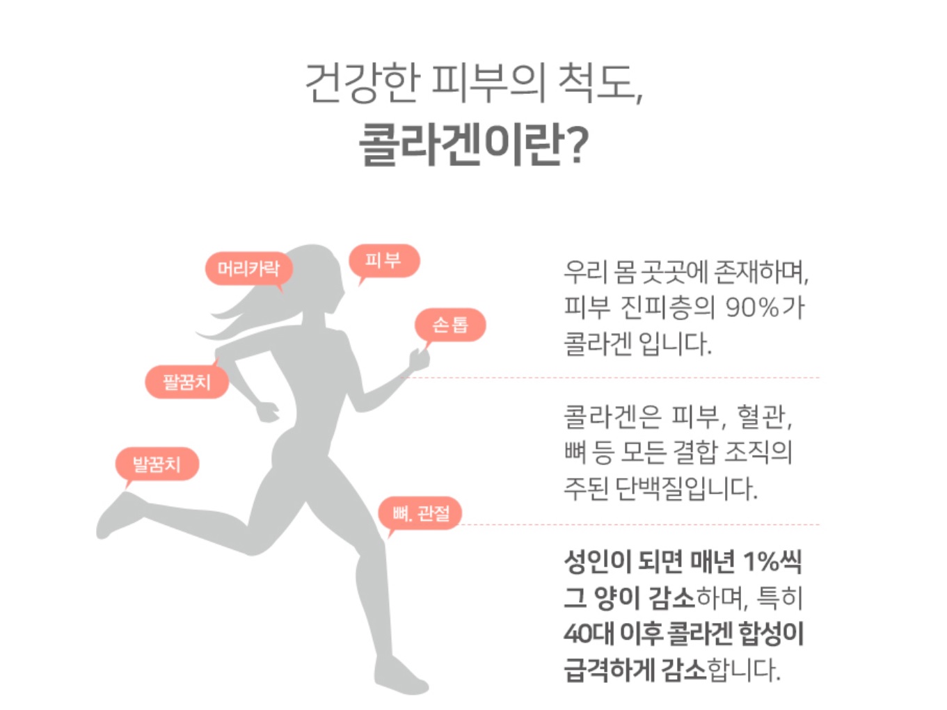 우리몸의 콜라겐