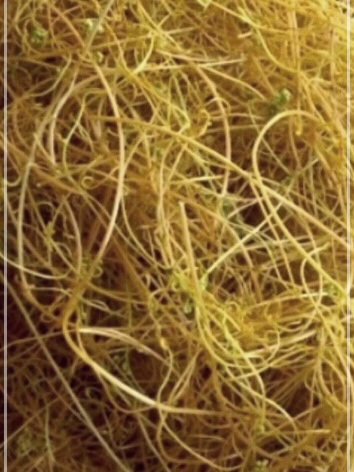 토사자의 효능: 건강을 지키는 자연 치료제