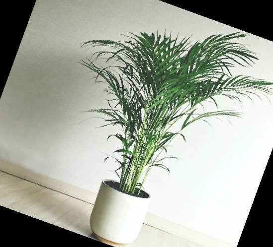 실내 공기정화식물 순위