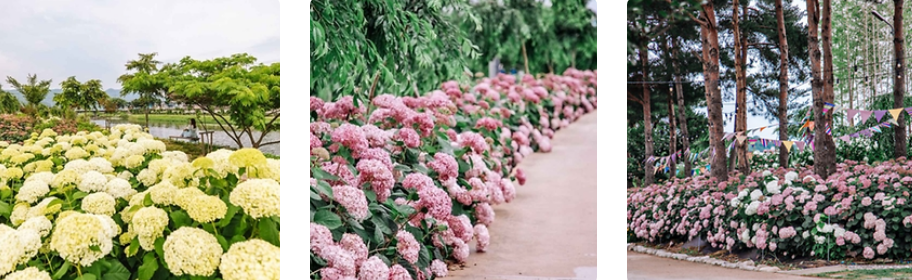 유구색동수국정원 내 수국꽃들 사진
