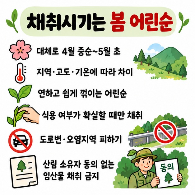 4월 중순부터 5월 초의 연한 어린순과 지역 기온에 따른 채취시기 차이 식용 식물 확인을 보여주는 카드