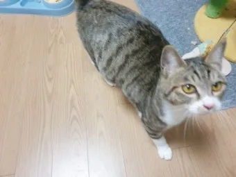 코리안숏헤어 코숏 고양이 종류 몸무게 고등어_10