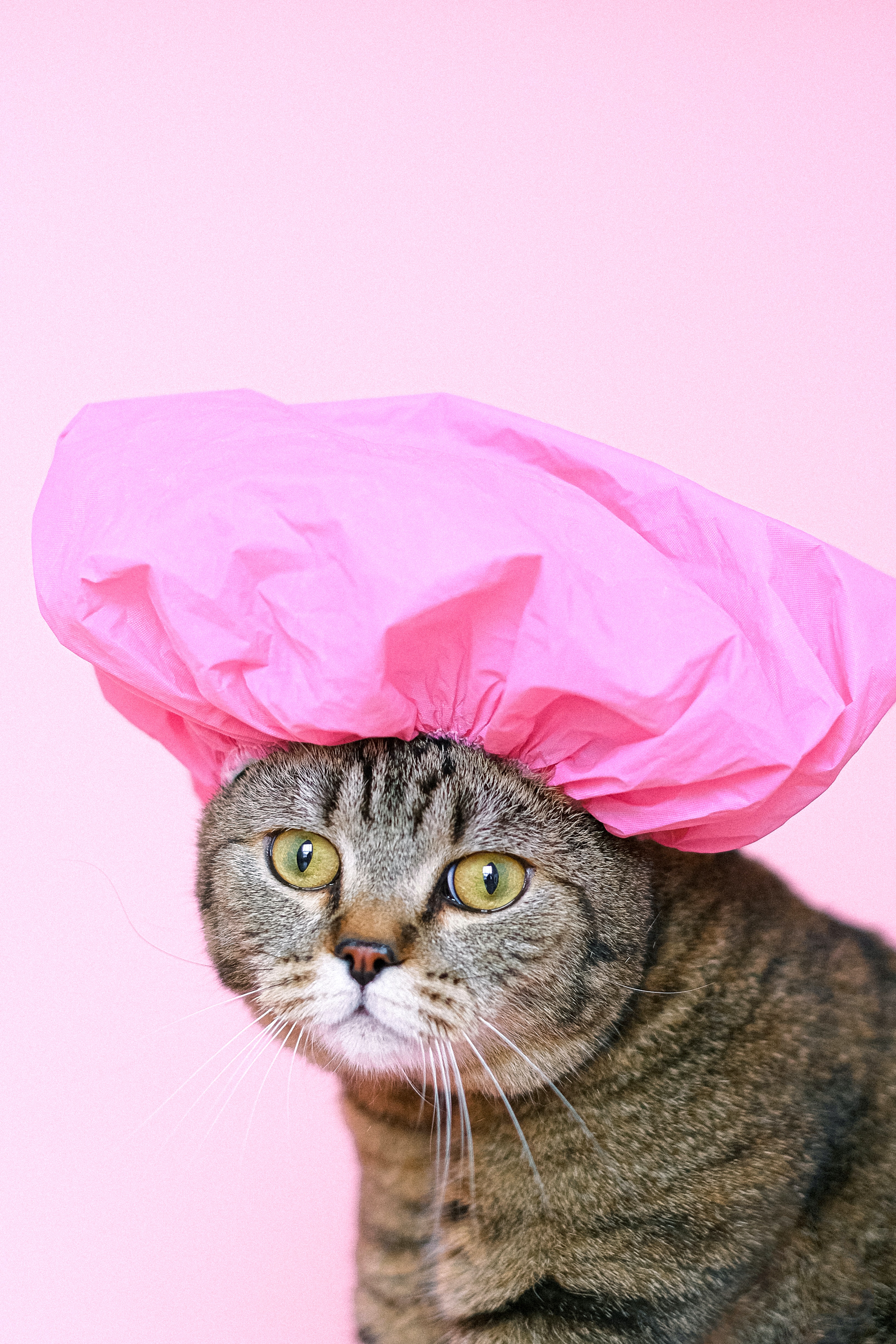 고양이 샤워
