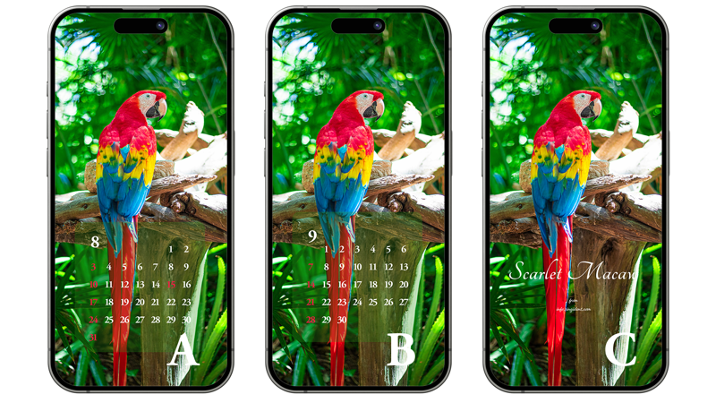 08 스칼렛 마카우 뒷모습 ABC - 2025년8월 아이폰배경화면