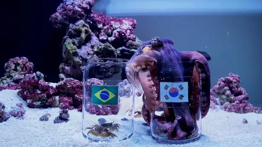 웓드컵 경기 결과 예언 문어