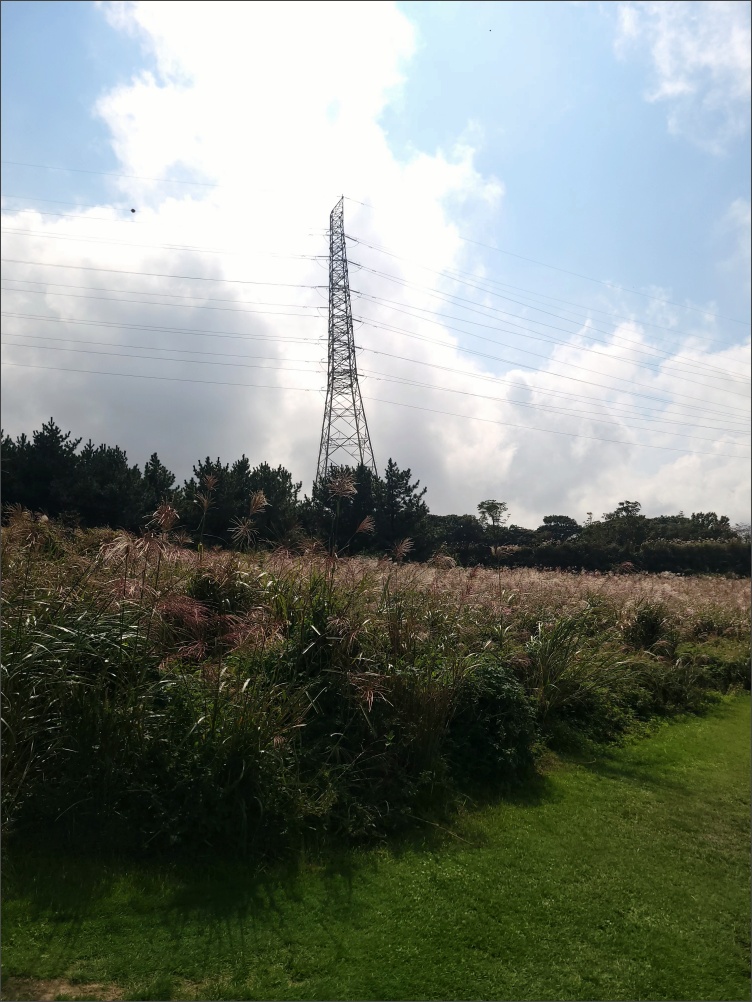 제주아덴힐CC-억새2