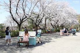 서울대공원 벚꽃축제 기본정보와 프로그램 정리