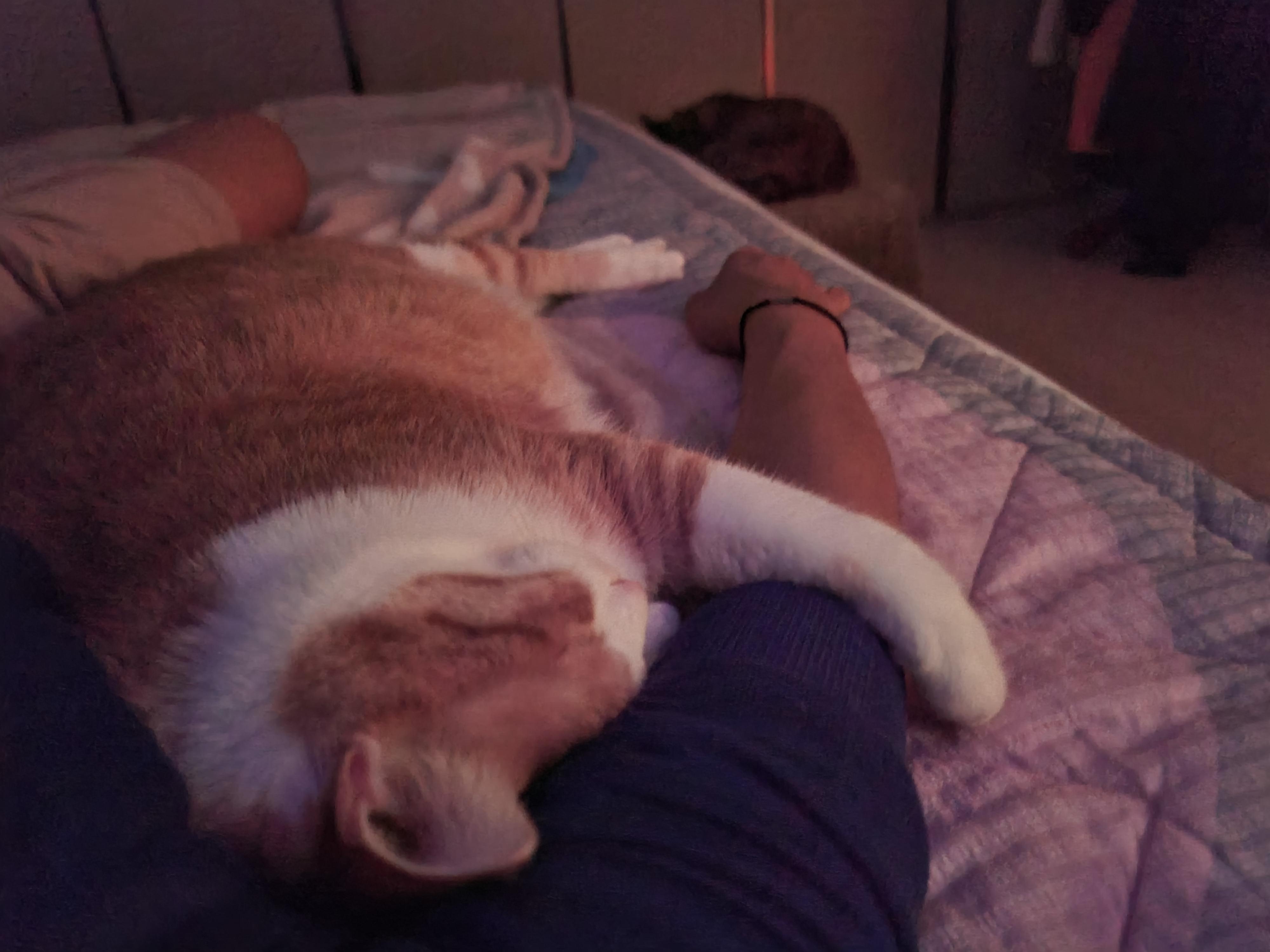 우리 이러고 자요~ 이런고양이 집에 한마리씩은 있잖아요?