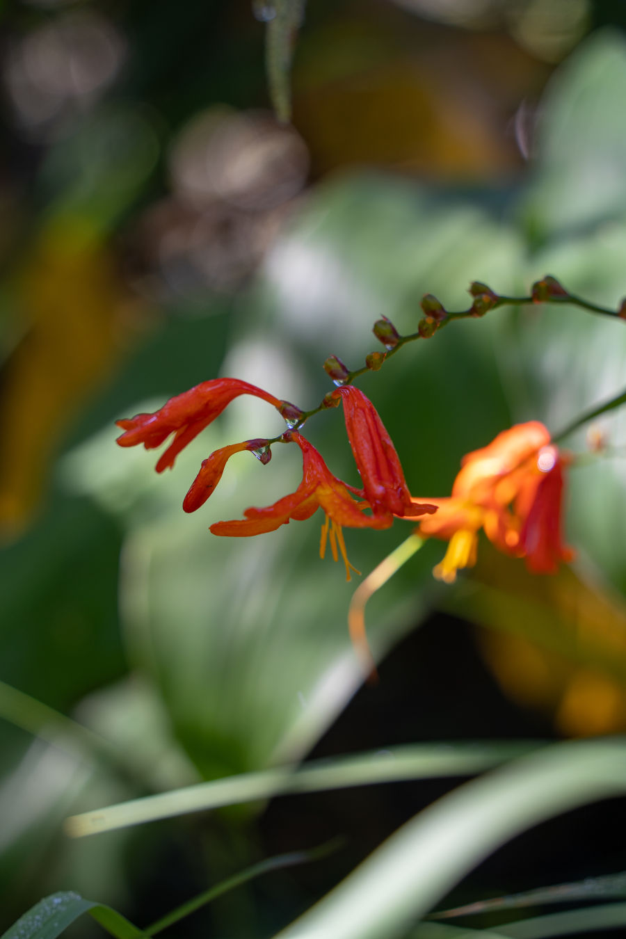 칼라우에아 이키 전망대 열대우림