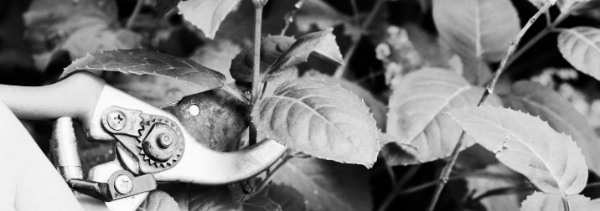 가지치기 방법: 횟수