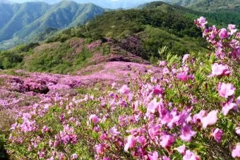 남원 봉화산 철쭉 산행 주차장 등산코스_14