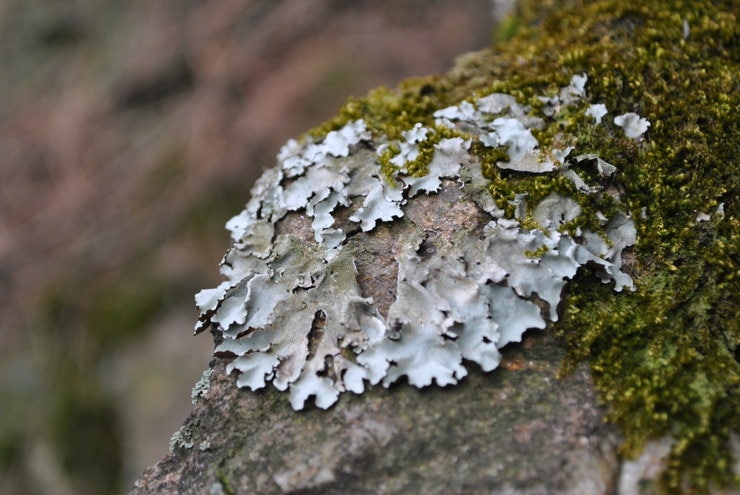 지의류의 세계탐색