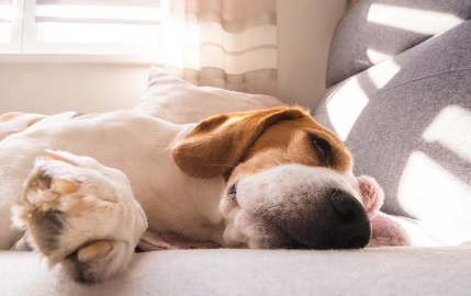 누워있는 강아지