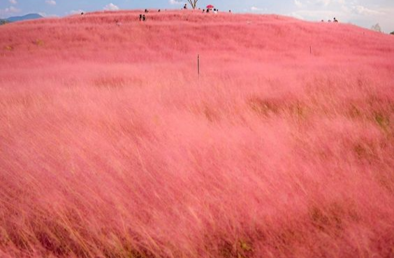서울의 가을 단풍 핑크뮬리