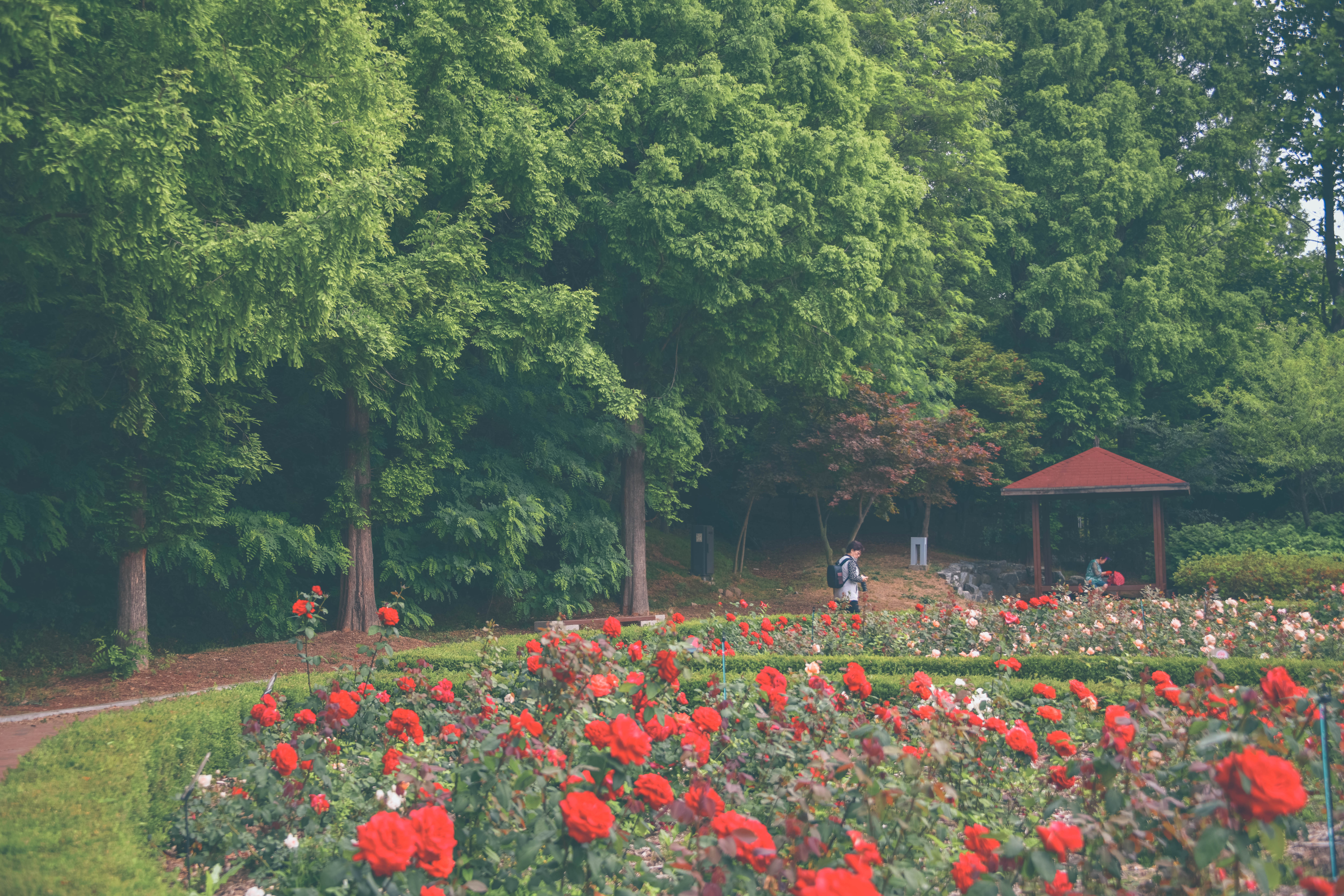 인천대공원 장미원