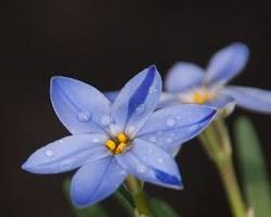 향기별꽃 이미지 사진