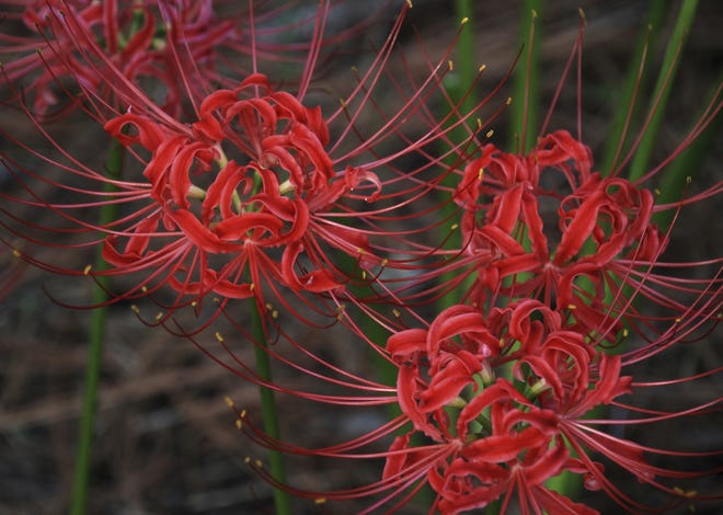 꽃무릇 (석산) Lycoris radiata (L&amp;#39;Her.) Herb. 1819