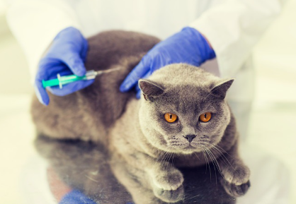 백신 접종하는 고양이.