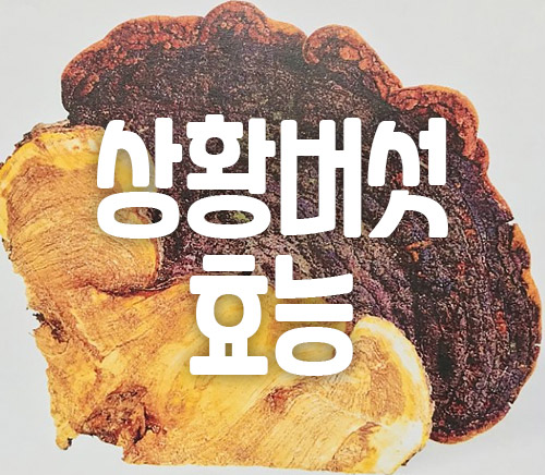 상황버섯 효능